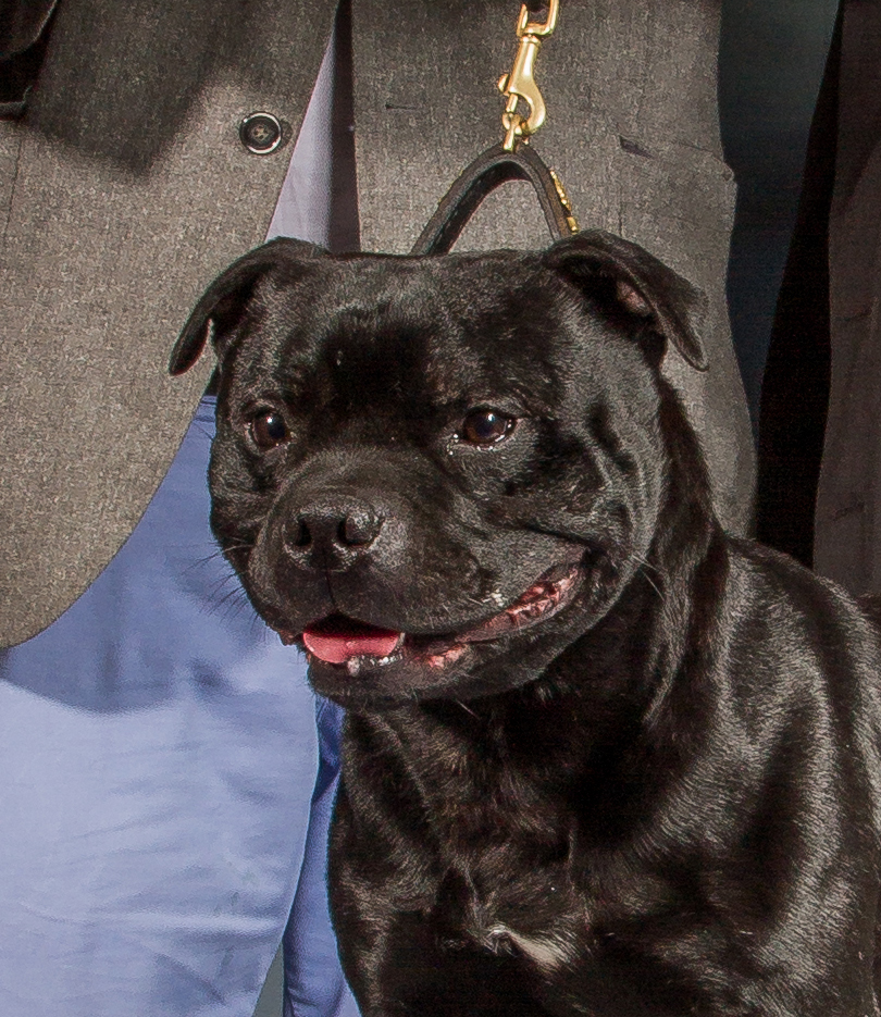 Qu'est ce qu'un club de race ? Société Centrale Canine